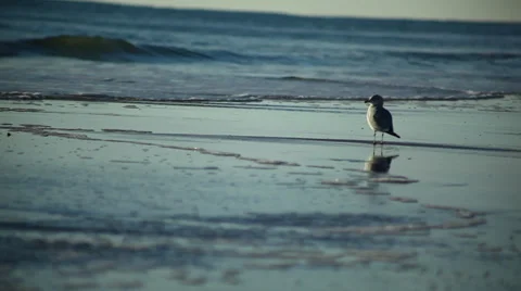 Seagull at Sunrise on Beach Stock Footage 32707867