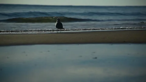 Seagull at Sunrise on Empty Beach Stock Footage 32707334