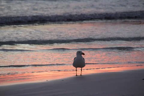 Seagull at sunset australia Stock Photos