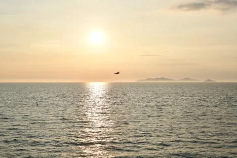 Seagull on sunset background Stock Photos