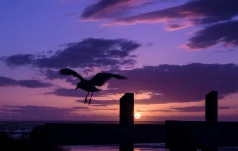 Seagull sunset flight Stock Photos