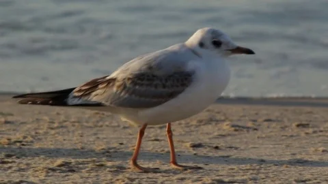 Seagull at sunset 库存影片 81363108