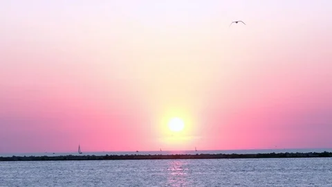 Seagull At Sunset Video stock 92267938