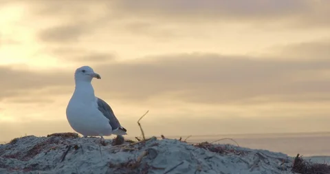 Seagull at Sunset Stock Footage 115283885