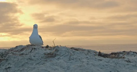 Seagull at Sunset Stock Footage 115291899