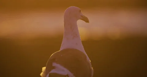 Seagull At Sunset Stock Footage 162351570