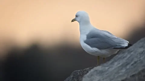 Seagull at sunset Stock Footage 266374795