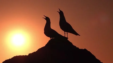 Seagull at sunset Stock Footage 282230558