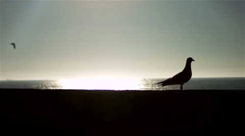 Seagull with sunset ocean in background. Silhouette. Stock Footage 62556736