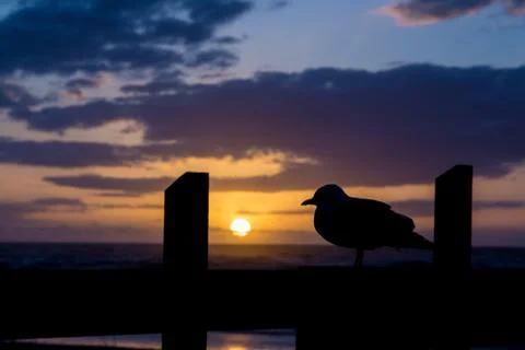Seagull sunset Stock Photos