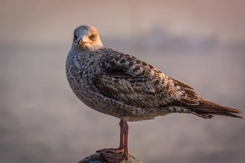 Seagull in sunset Stock Photos