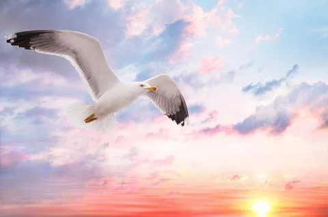 Seagull at sunset Stock Photos