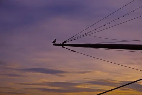 Seagull at sunset Stock Photos
