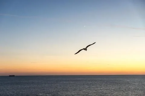 Seagull at sunset Stock Photos