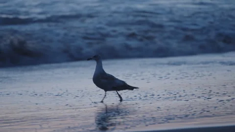 Seagull in Sunset Surf with Orange Light on Water – Ocean Beach San Francisco Vídeo Stock 310340673