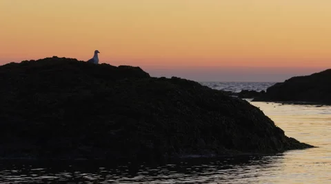 Seagull at Sunset at Wickaninnish Beach in Pacific Rim National Park Stockbeeldmateriaal 42231165