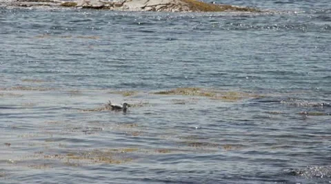 Seagull Swimming Vidéo 11881058