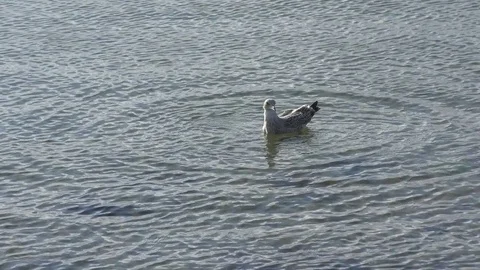 Seagull swimming Stock Footage 78138099
