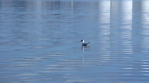 Seagull swimming in harbor Stock Footage 36561404