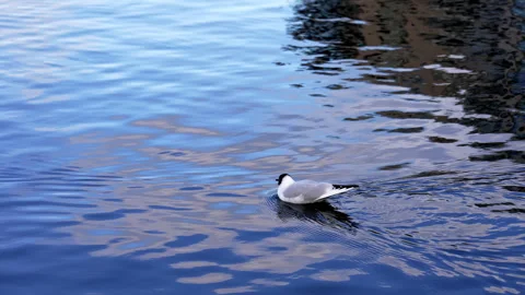Seagull swimming in the ocean Stock Footage 266743397