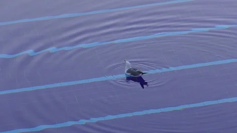 Seagull in a swimming pool Vídeo Stock 104460118
