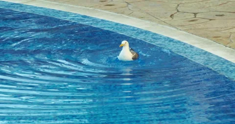Seagull swimming in the pool 스톡 동영상 247358553