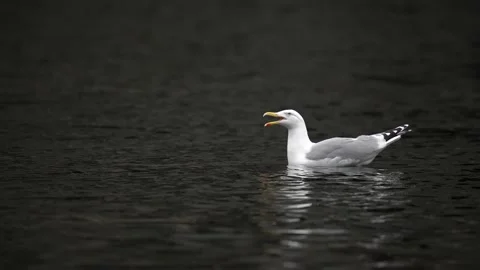 Seagull swims and opens its beak Stock Footage 225536329