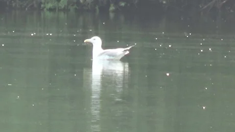 Seagull swims on the river Stockbeeldmateriaal 94827789