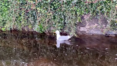 Seagull swims in the river Stock-Footage 313983557