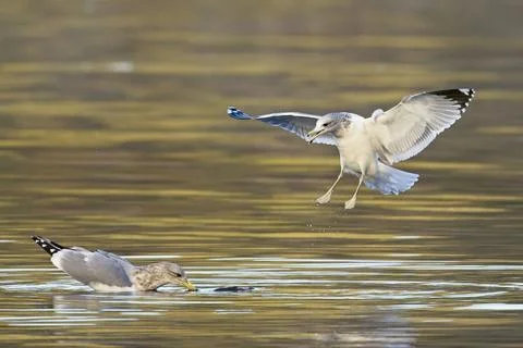 Seagull swoops in for the steal. Stock Photos