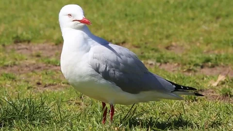 Seagull in sydney 動画素材 85821338