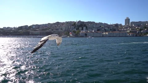 Seagull Symphony: Bosphorus Filled with Soaring Birds Video stock 247892791