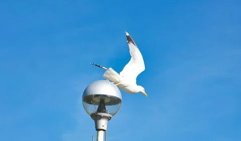 Seagull take a fly Stock Photos