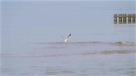 Seagull Take Off Stock Footage 139445545