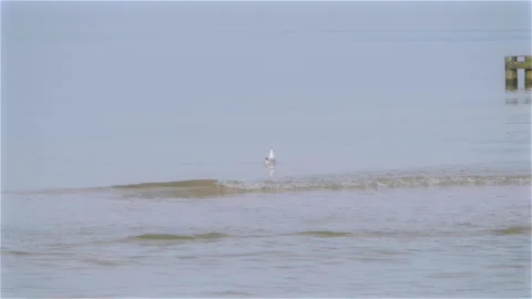 Seagull Take Off Stock Footage 139445885