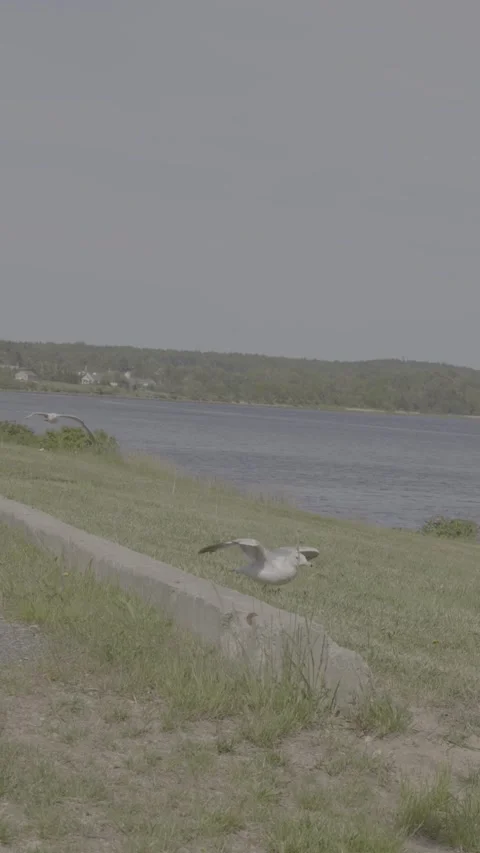 Seagull Take off Stock Footage 311411168