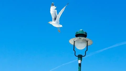 Seagull take off from lamp post Stock Photos