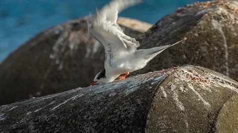 Seagull before take of, Magic Lantern RAW video Stock Footage 42578734