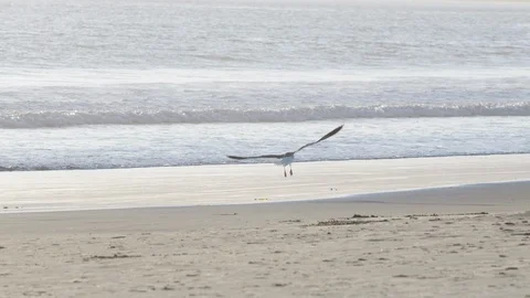 Seagull Take Off in Slow Motion at Beach Stock Footage 117360500