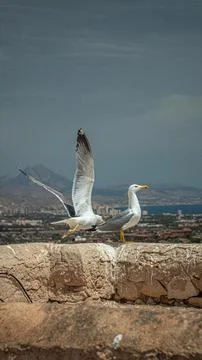 Seagull Takeoff Stock Photos