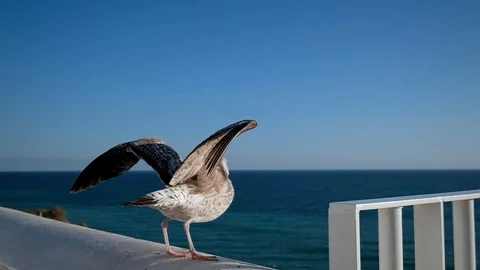 Seagull takeoff slowmotion Stock Footage 128641885