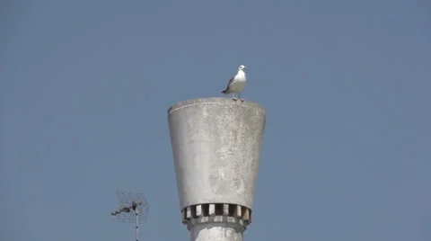 Seagull takes off at blue sky in slow motion Stock Footage 52742739