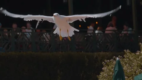 A seagull takes off from the edge of a pool and flies on background of tourists  Stock Footage 323843978