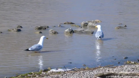 Seagull Takes Off into Flight 4K Stock Footage 128160842