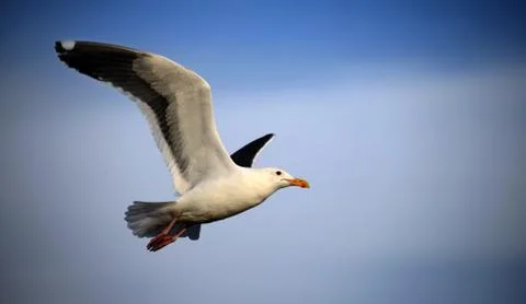 Seagull Takes Flight Stock Photos