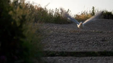 Seagull takes flight. Super slow motion 4K Video stock 282658660