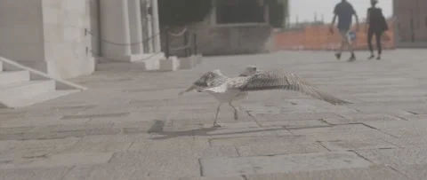 Seagull takes flight in Venice Stock-Footage 170894891