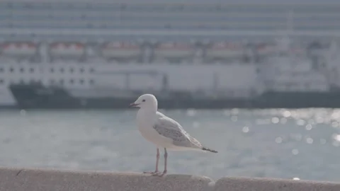 Seagull Takes Flight From Waterfront Ledge With Ship in Sydney Harbor, Australia Stock Footage 345729276