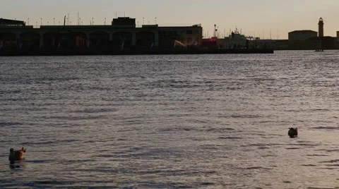 Seagull takes fly Video stock 68431787