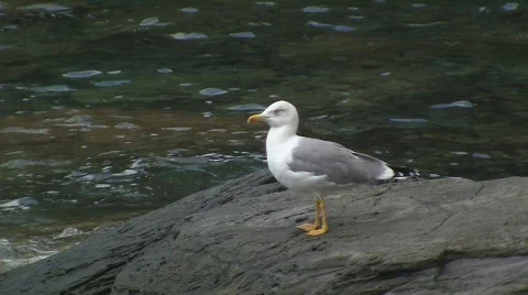 Seagull takes off Stock Footage 531956